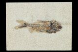 Bargain, Fossil Fish (Knightia) - Wyoming #155534-1